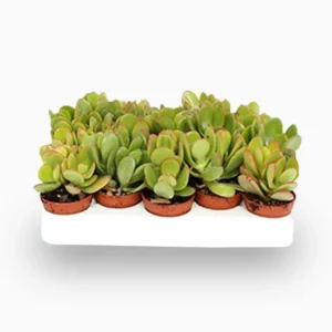 Crassula Ovata (Dollar Plant, Jade Plant, Jade Tree, Money Tree) 15-20cm Overall (Black Pot)