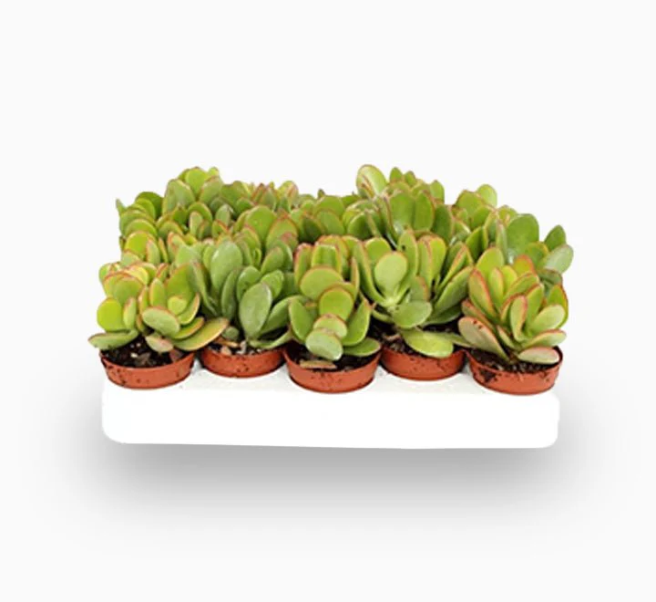 Crassula Ovata (Dollar Plant, Jade Plant, Jade Tree, Money Tree) 20-25cm Overall Height (Black Pot)
