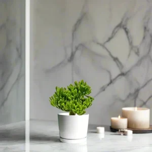 Crassula Ovata ‘Hobbit' (White Ceramic Pot)