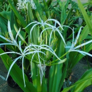 Crinum Asiaticum "Spider lily or Seashore Lily"
