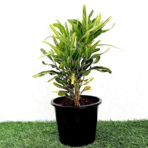 Croton Banana Yellow Plant "Indoor & Outdoor" 6ltr pot