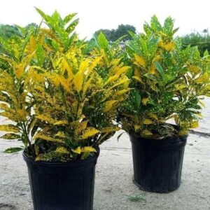 Croton Gold Dust "Codiaeum Variegated Gold Dust" 0.4-0.5m