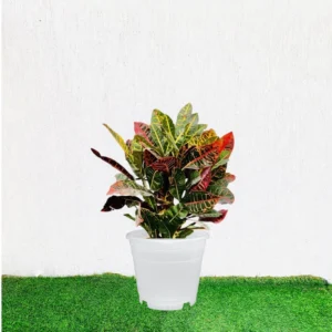 Croton Petra "Garden Croton" 40 - 60cm White Plastic Pot