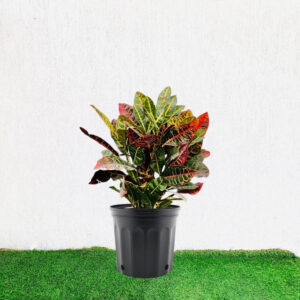 Croton Petra "Garden Croton" 40 - 60cm Black Plastic Pot