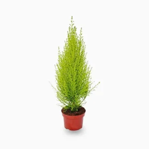 Cupressus Macrocarpa, Goldcrest Wilma, Lemon Cyperus 30-40cm overall Height Default Plastic Pot (Pine Mulch)