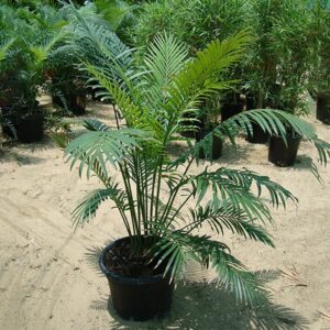 Cycas Circinalis "Queen Sago"