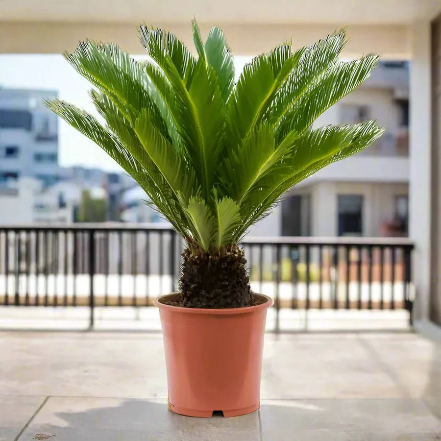 Cycas Revoluta "Sago Palm" 60-80cm Default Plastic Pot (Pine Mulch)