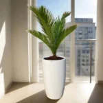 Cycas Revoluta "Sago Palm" 60-80cm in White Ceramic Pot (White Pebbles)