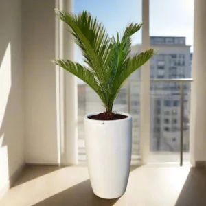 Cycas Revoluta "Sago Palm" 60-80cm in White Ceramic Pot (Clay Stones)