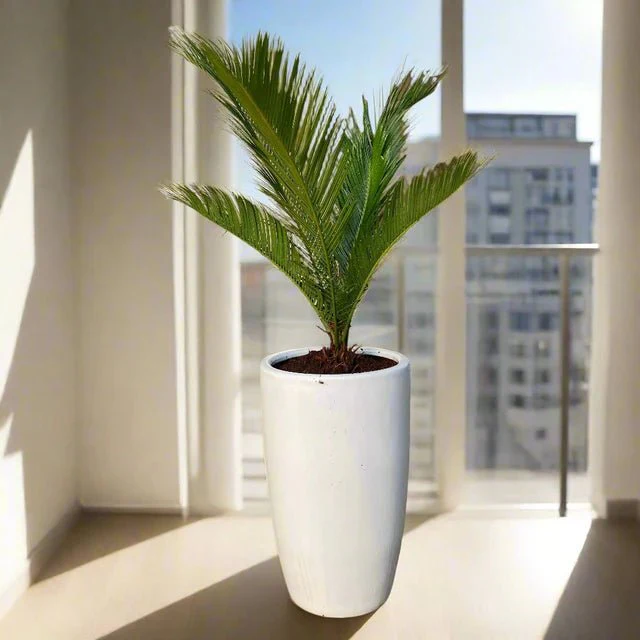 Cycas Revoluta "Sago Palm" 60-80cm in White Ceramic Pot (Default Soil)