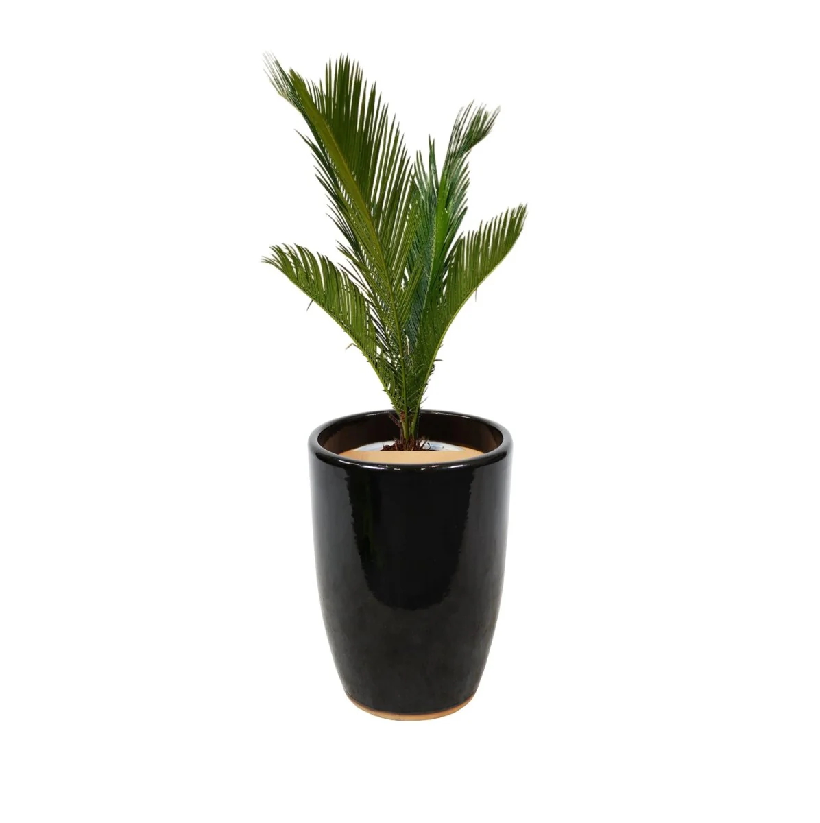 Cycas Revoluta "Sago Palm" 60-80cm in Black Ceramic Pot (Default Soil)