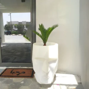 Cycas Revoluta "Sago Palm" 40-60cm White Ceramic Pot (Default Soil)