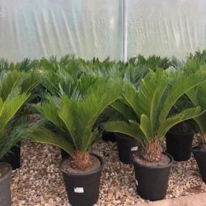 Cycas Revoluta "Sago Palm" 40-60cm Black Rolled Rim Pot (Default Soil)