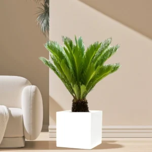 Cycas Revoluta "Sago Palm" in Grp Square Pot 40x40 White