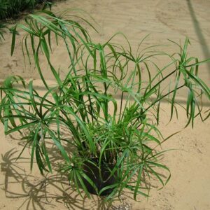 Cyperus Alternifolius "Umbrella Papyrus"