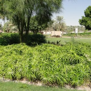 Cyperus Alternifolius "Umbrella Sedge"