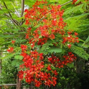 Delonix Regia, Flame Tree or Royal Poinciana 2.5-3.0m overall height