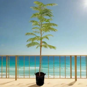 Delonix Regia, Flame Tree or Royal Poinciana 1.5-2.0m overall height