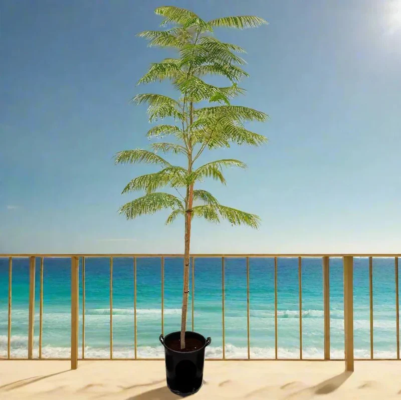 Delonix Regia, Flame Tree or Royal Poinciana 1.5-2.0m overall height