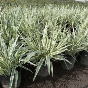 Dianella Tasmanica "Variegata" or Tasman Flax-lily 40-50cm overall height