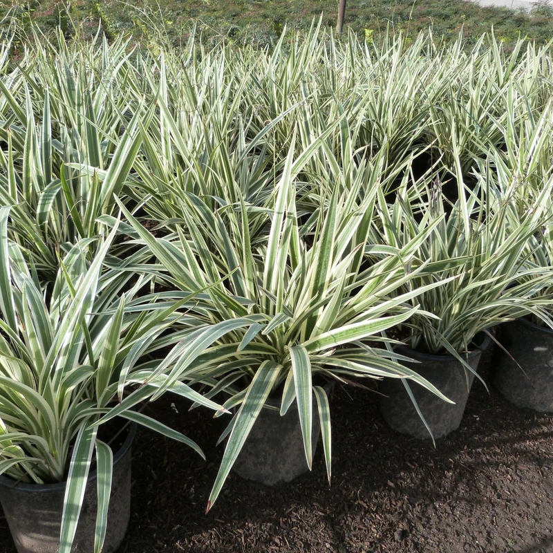 Dianella Tasmanica "Variegata" or Tasman Flax-lily 40-50cm overall height