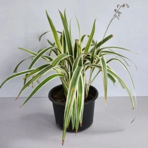 Dianella Tasmanica "Variegata" or Tasman Flax-lily 25-35cm overall height