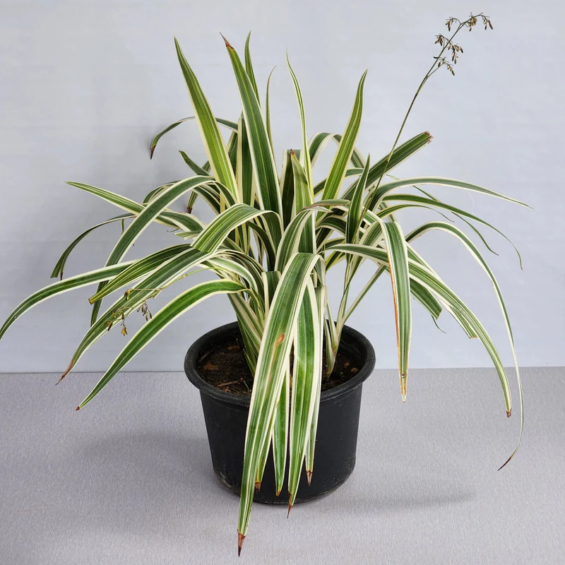 Dianella Tasmanica "Variegata" or Tasman Flax-lily 25-35cm overall height