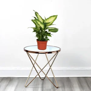 Dieffenbachia 'Camilla' Dumb Cane Plant Default Plastic Pot (Clay Stones)