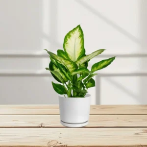 Dieffenbachia 'Camilla' Dumb Cane Plant White Ceramic Pot (Pine Mulch