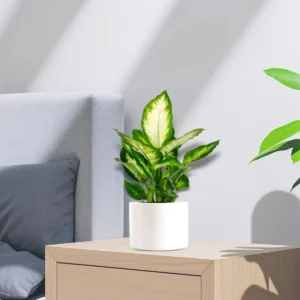 Dieffenbachia 'Camilla' Dumb Cane Plant White Ceramic Pot