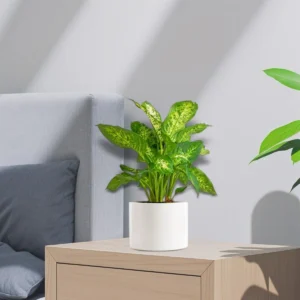 Dieffenbachia (Compacta, Dumb Cane, Leopard Lilly) 20-30cm White Ceramic Pot