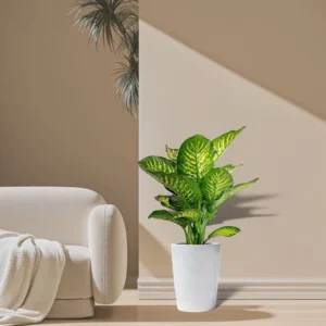 Dieffenbachia Seguine Or Maroba 0.6-0.8m overall Height White Ceramic Pot