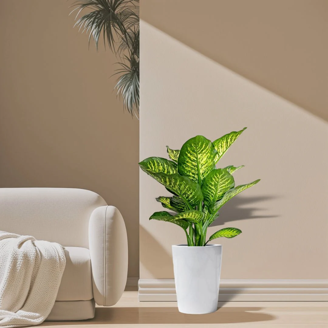 Dieffenbachia Seguine Or Maroba 0.6-0.8m overall Height White Ceramic Pot