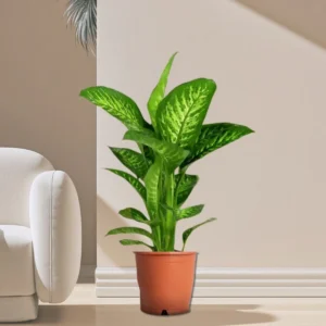 Dieffenbachia seguine Or Tropic Snow 40-50cm Height Default Plastic Pot