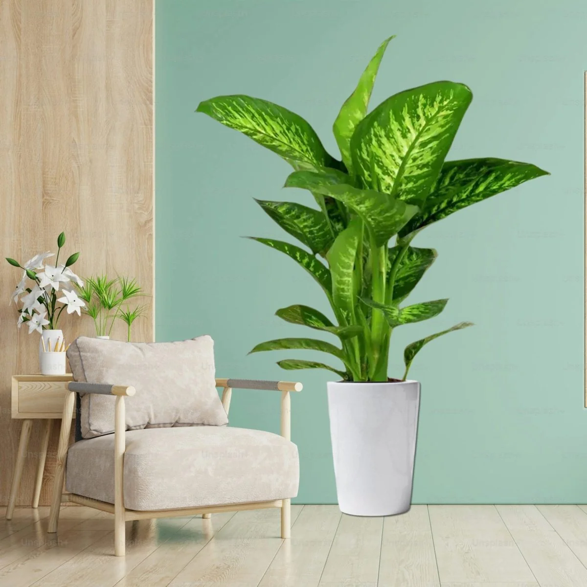 Dieffenbachia seguine Or Tropic Snow 40-50cm Height White Ceramic Pot