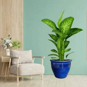 Dieffenbachia seguine Or Tropic Snow 75-80cm Height Blue Rolled Rim Pot