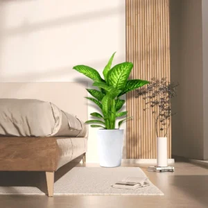 Dieffenbachia seguine Or Tropic Snow 70-80cm White Ceramic Pot