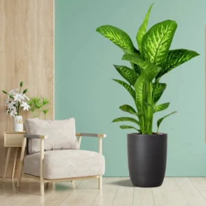 Dieffenbachia seguine Or Tropic Snow 40-50cm Height Black Ceramic Pot