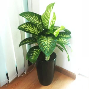Dieffenbachia seguine Or Tropic Snow in Black Ceramic Pot 70-90cm