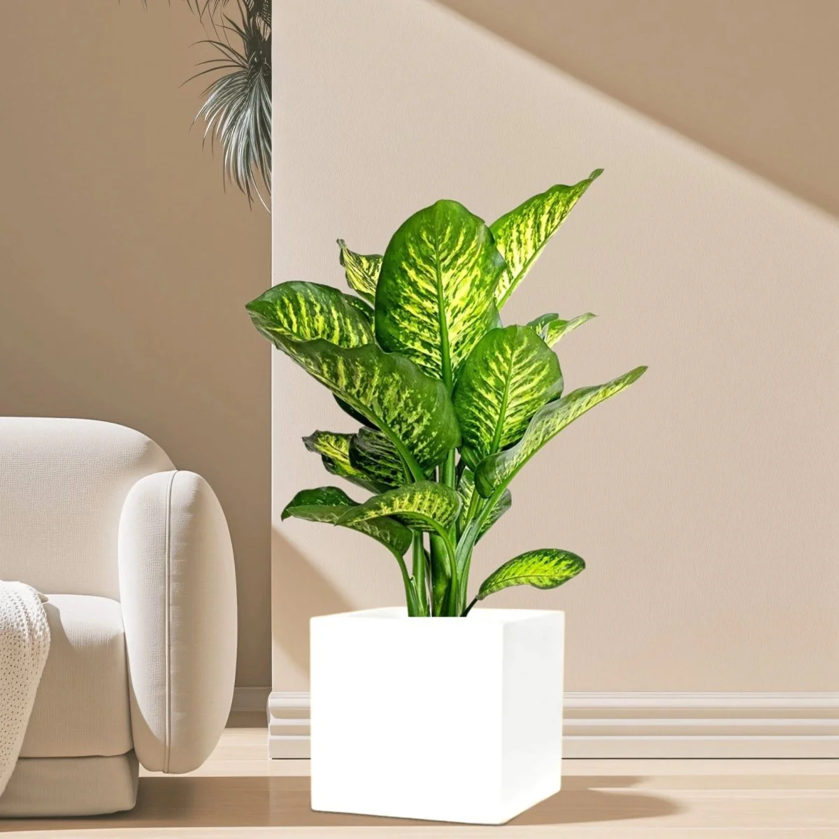 Dieffenbachia seguine Or Tropic Snow in Grp Square Pot 30x30 White Grp Pot