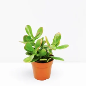 Dollar Plant "Crassula ovata Mini " Or Jade Plant" 5-10cm Default Plastic Pot (Clay Stones)