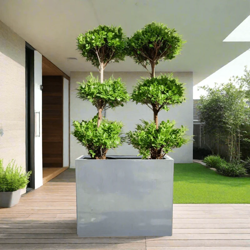 Double Ficus 3-Head Arrangement | Gray GRP Pot 120x40x60