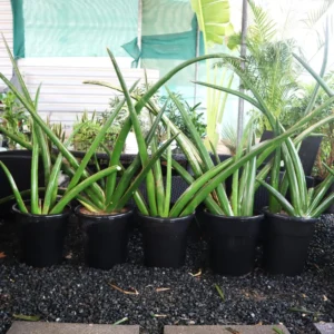 Dracaena angolensis (Sansevieria cylindrica)