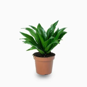 Dracaena Compacta Small Default Plastic Pot