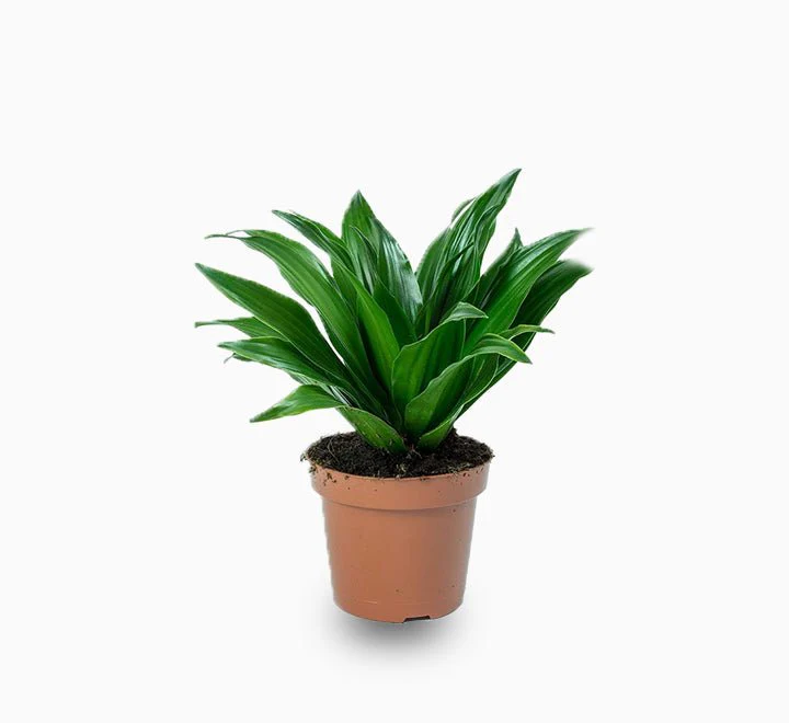 Dracaena Compacta Small Default Plastic Pot