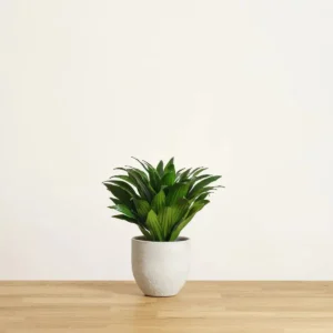 Dracaena Compacta Small White Ceramic Pot