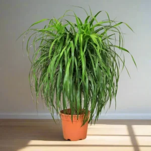Dracaena Draco, Drago or Dragon Tree Default Plastic Pot (White Pebbles)