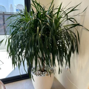 Dracaena Draco, Drago or Dragon Tree White Ceramic Pot (Clay Stones)