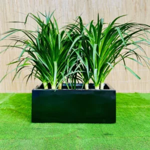 Dracaena Draco Duo, Drago or Dragon Tree in Fiber Glass pot (70x30x30) Black