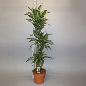 Dracaena fragrans deremensis "Ulises" 170-180cm overall Default Plastic Pot